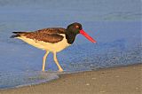 American Oystercatcher